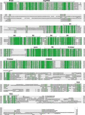 The EAG Voltage-Dependent K+ Channel Subfamily: Similarities and Differences in Structural Organization and Gating